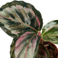 Calathea Roseopicta 'Medallion' II - 4" Pot - Plant Swag Shop 