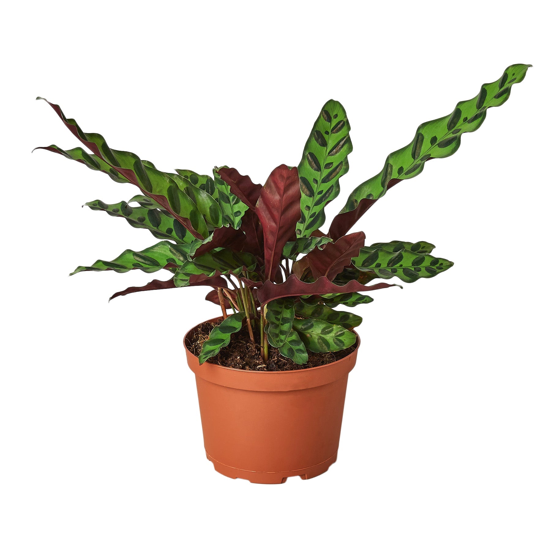 rattlesnake succulent SALE - Rattlesnake Plant - Calathea lancifolia - Easy House Plant