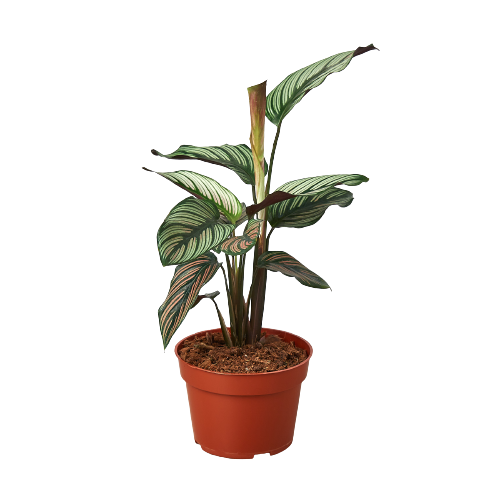 Calathea 'White Star' 4in - Plant Swag Shop 