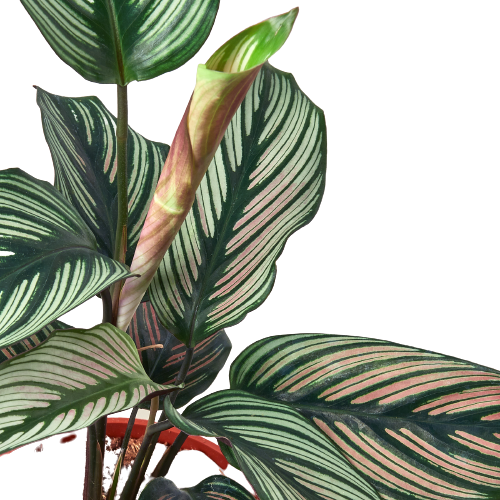 Calathea 'White Star' 4in - Plant Swag Shop 