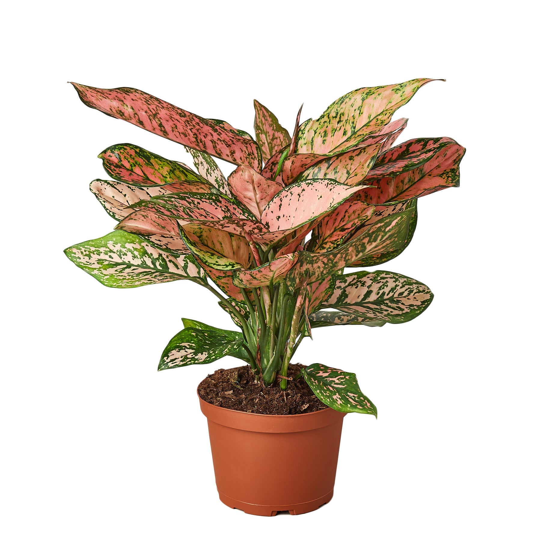 Chinese Evergreen 'Lady Valentine' Media 1 of 5