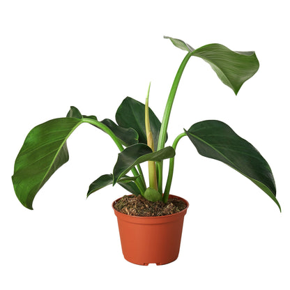 Philodendron Congo Green indoor plant