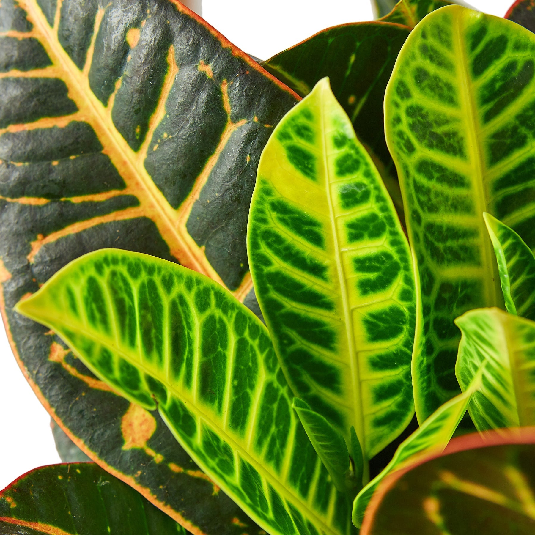 croton petra house plant Buy Croton Petra Josephs Coat
