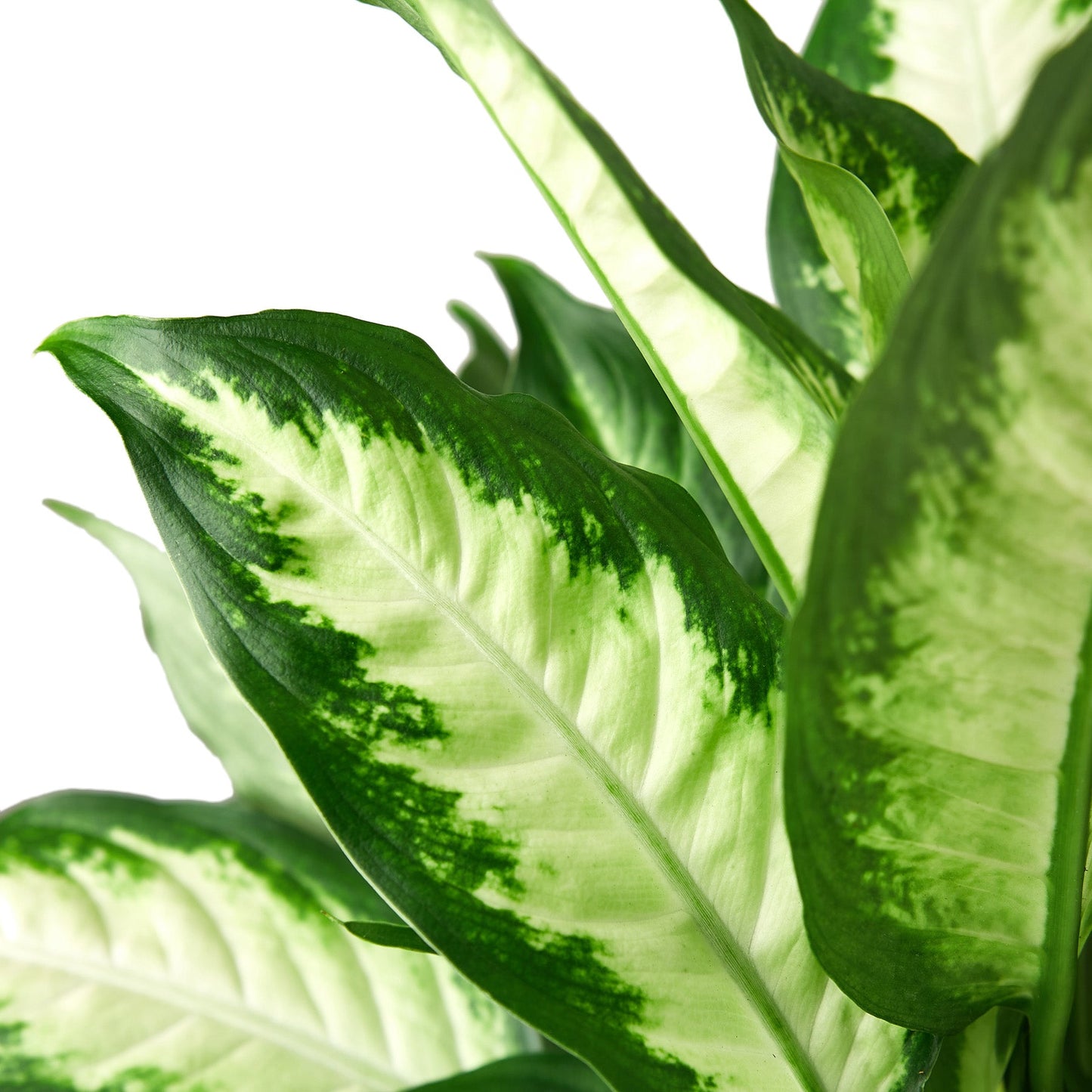 Dieffenbachia Camille 'Dumb Cane'