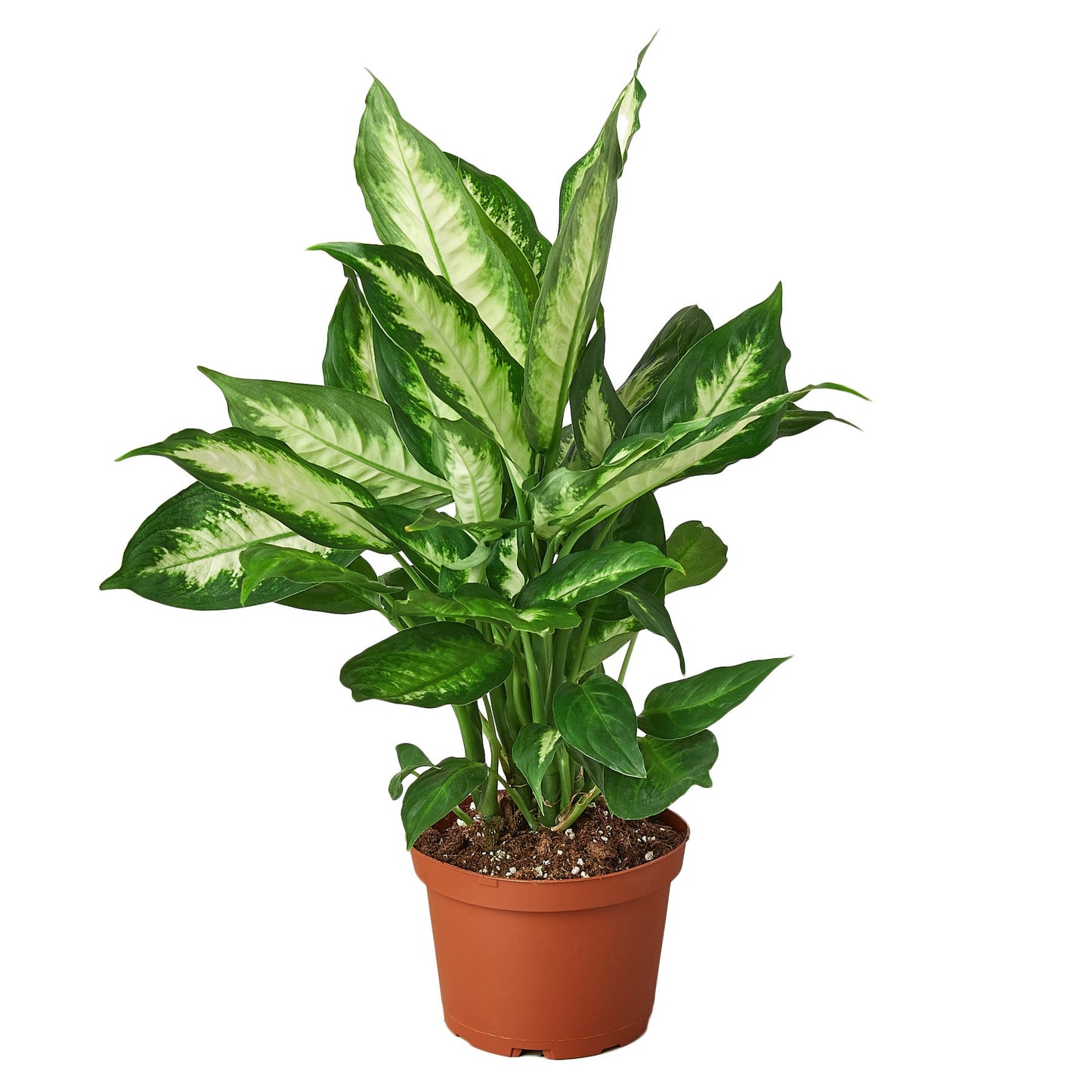 Dieffenbachia Camille 'Dumb Cane'