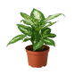Dieffenbachia 'Tropic Snow'