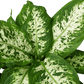 Dieffenbachia 'Tropic Snow'