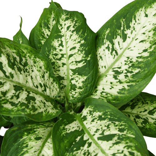 Dieffenbachia 'Tropic Snow'