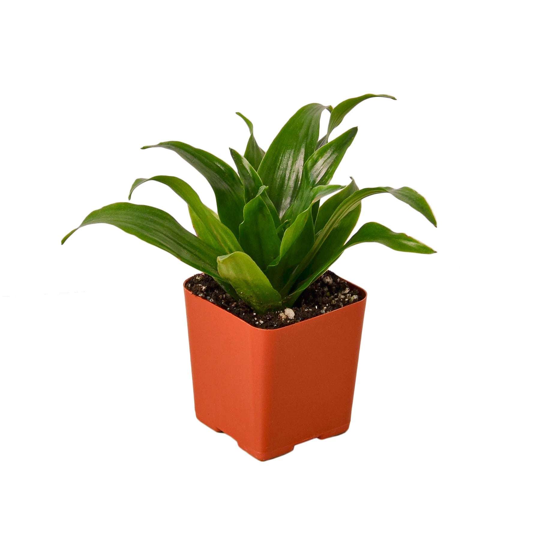 dracaena janet care Buy Dracaena Janet Craig