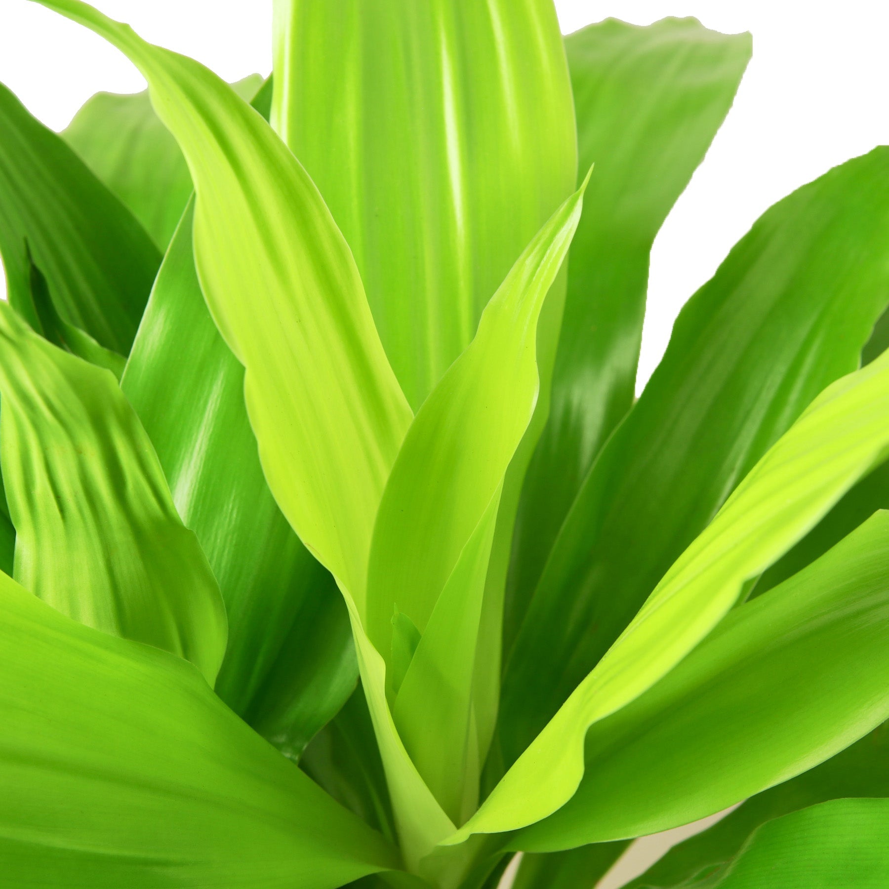 dracaena lime light Buy Dracaena Lime Light