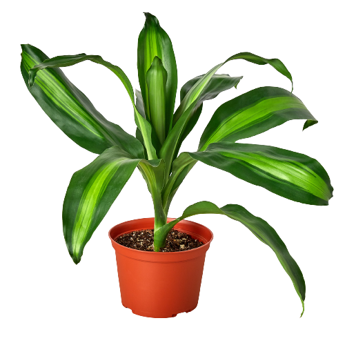 Dracaena Massangeana - Plant Swag Shop 