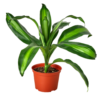 Dracaena Massangeana - Plant Swag Shop 