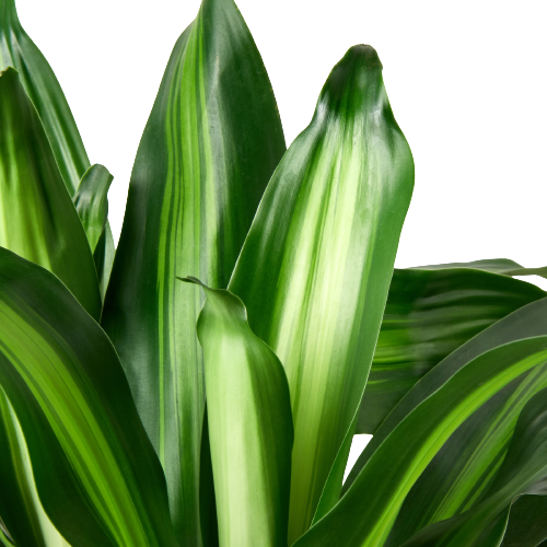 Dracaena Massangeana - Plant Swag Shop