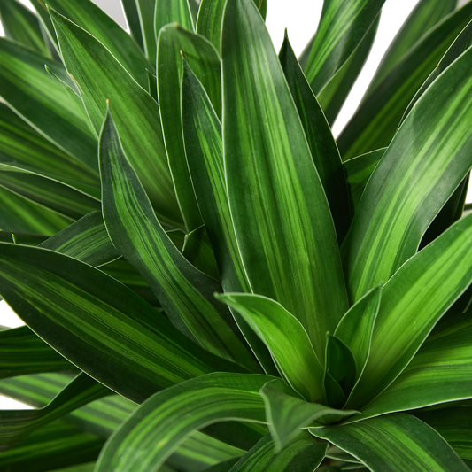 Dracaena 'Song of Jamaica' - 6" Pot