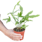 Fern 'Blue Star'