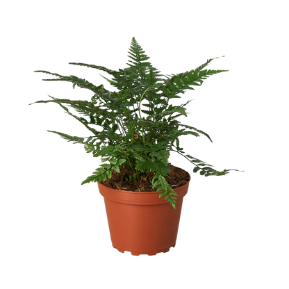 indoor korean plants Buy Korean Rock Fern