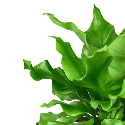 Birds Nest Nidus Fern indoor plant