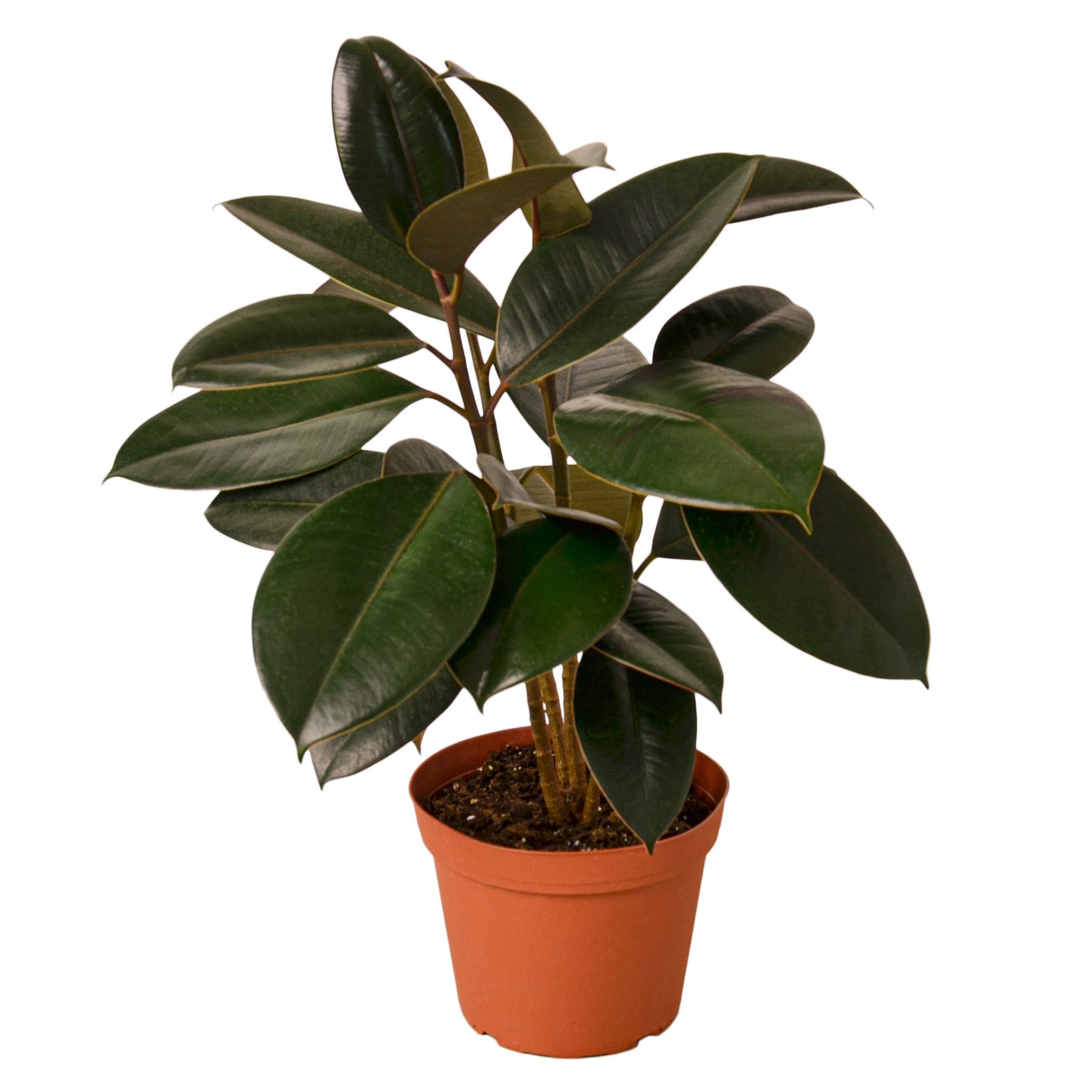 maroon indoor plant Buy Ficus Elastica Burgundy
