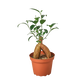 ficus ginseng houseplant potted