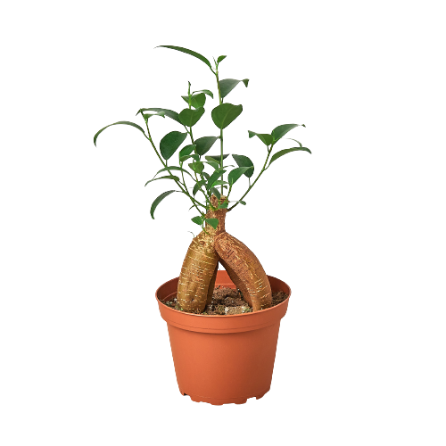 ficus ginseng houseplant potted