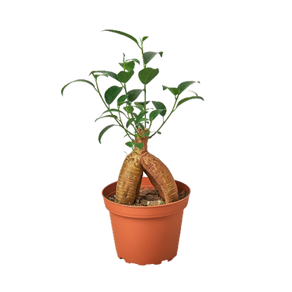 ficus ginseng houseplant potted