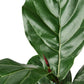 fiddle leaf fig houseplant