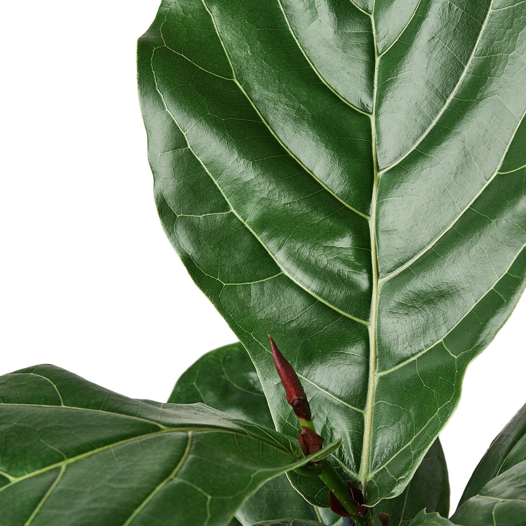 fiddle leaf fig online order TropicalPlants.com Fiddle Leaf Fig (Ficus Lyrata) Live Plant in 6 in. Growers Pot