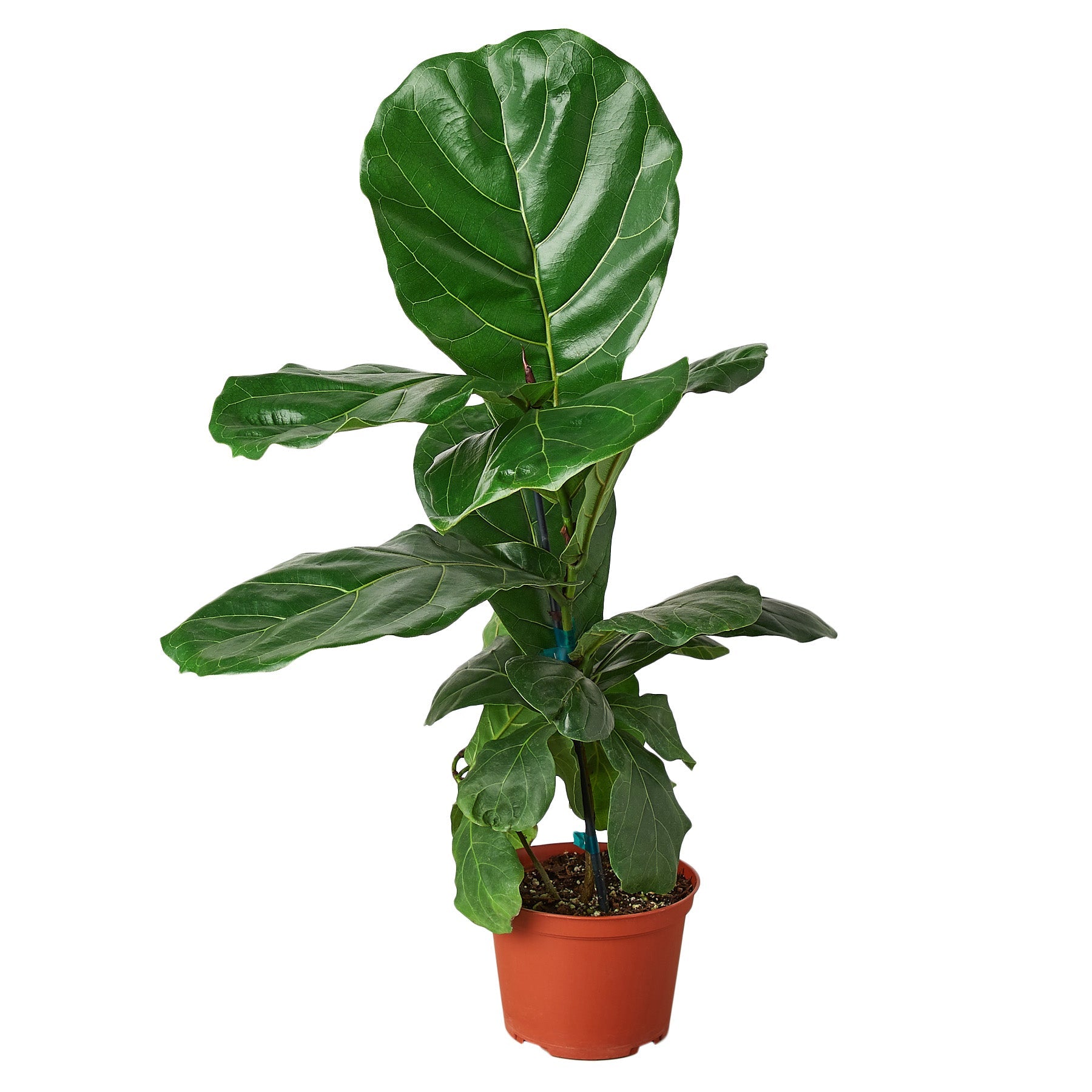 where to buy fiddle leaf fig online TropicalPlants.com Fiddle Leaf Fig (Ficus Lyrata) Live Plant in 6 in. Growers Pot