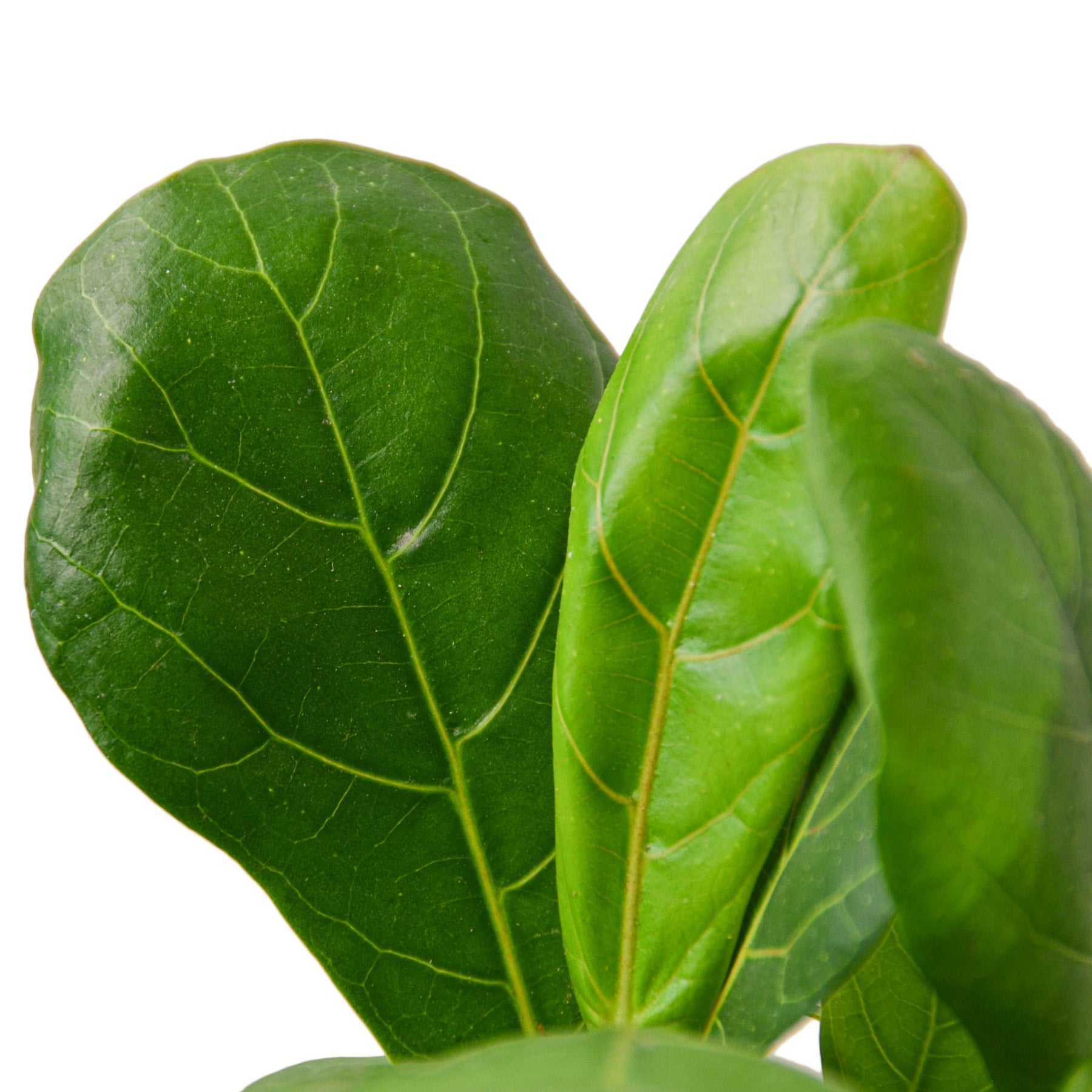 fiddle leaf fig houseplant