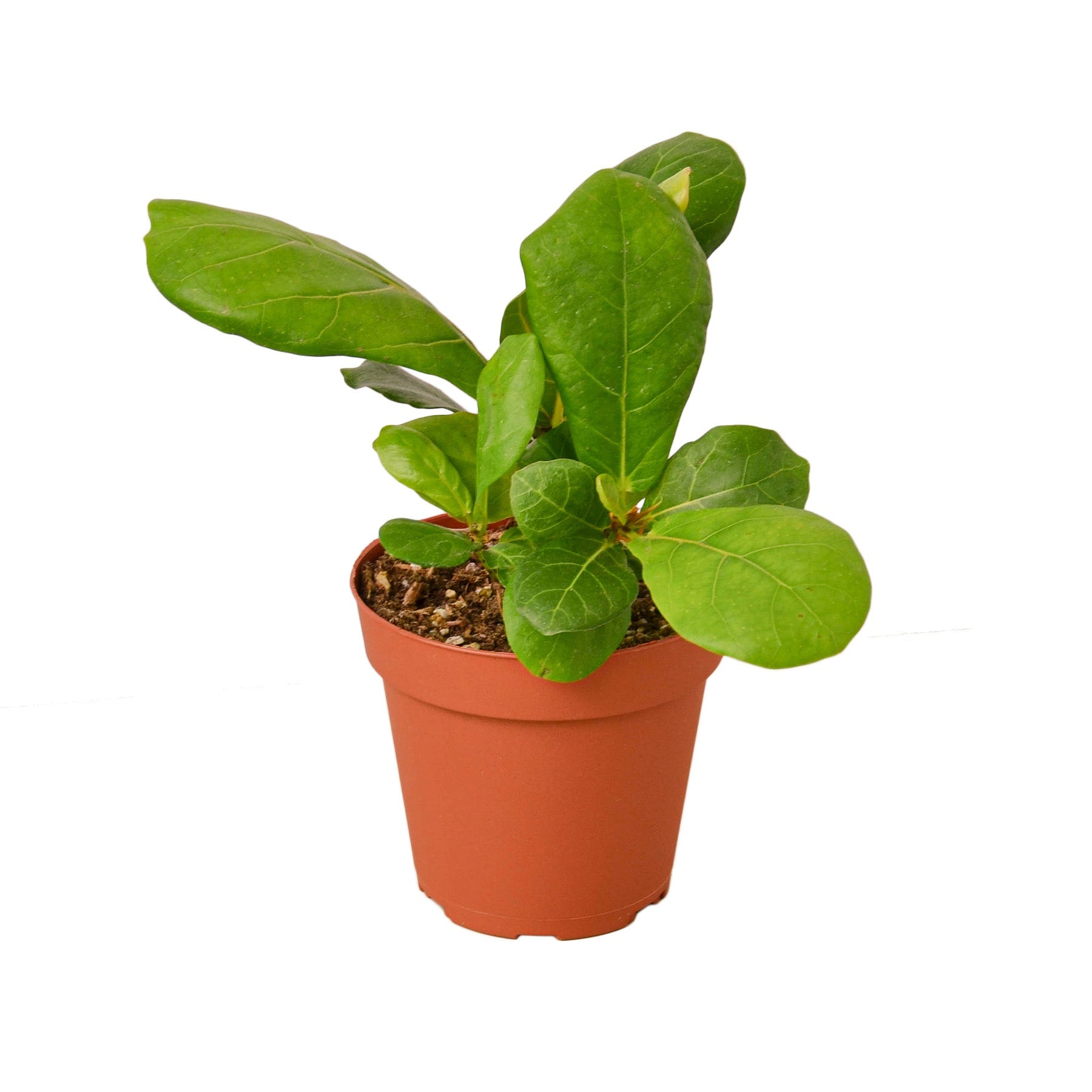 live fiddle leaf fig for sale TropicalPlants.com Fiddle Leaf Fig (Ficus Lyrata) Live Plant in 6 in. Growers Pot