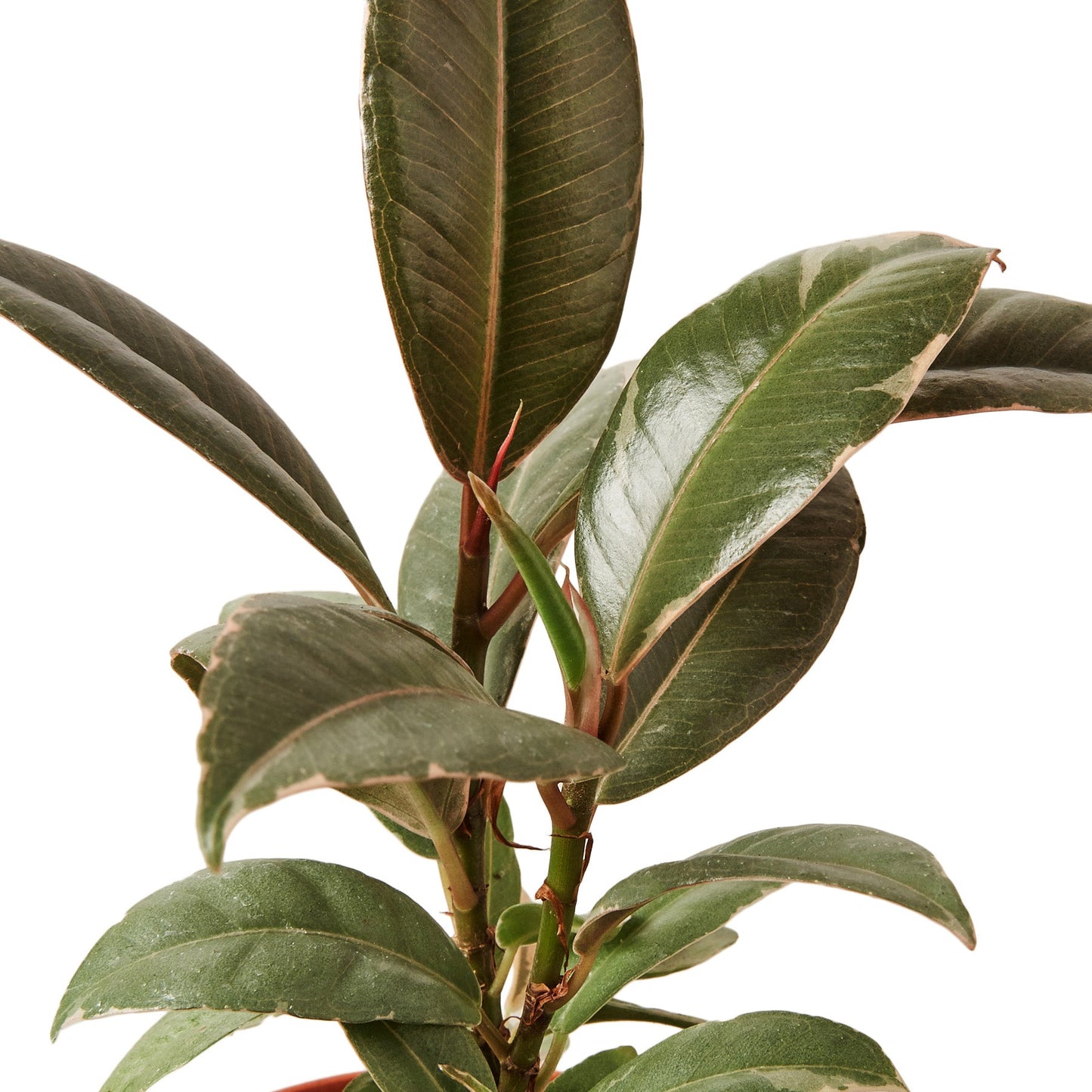 Ficus Elastica 'Tineke'