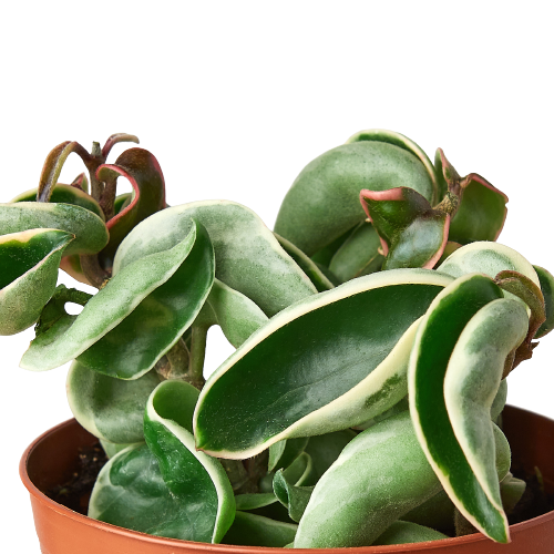Hoya 'Rope Plant' Variegated Rare houseplant
