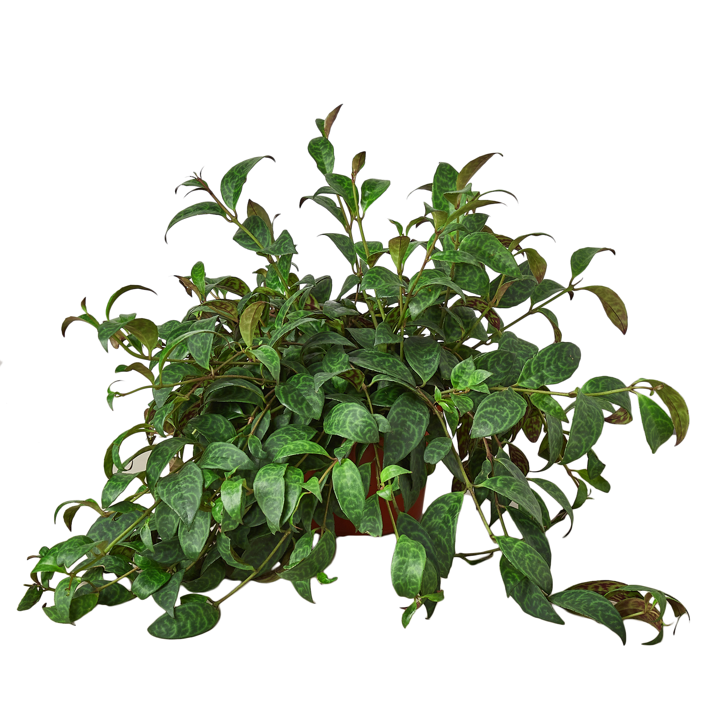 Aeschynanthus Lipstick Plant