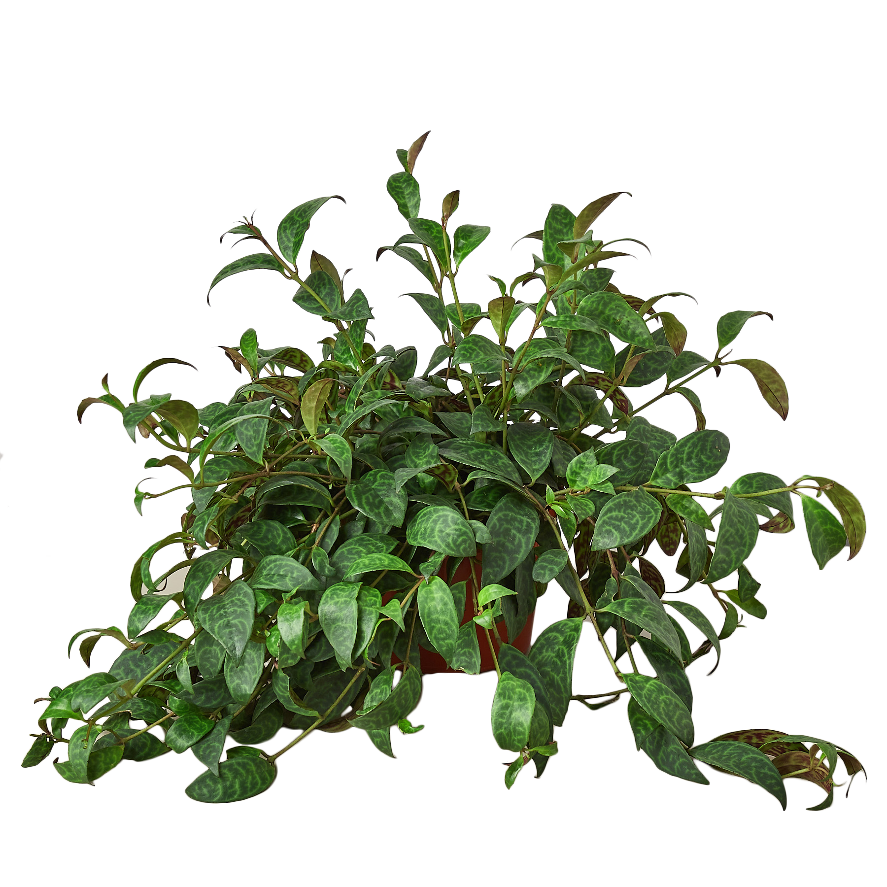 Aeschynanthus Lipstick Plant