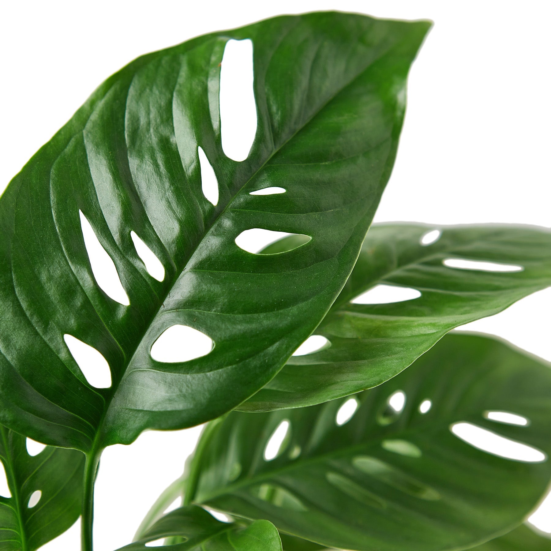 monstera house plant delivery 