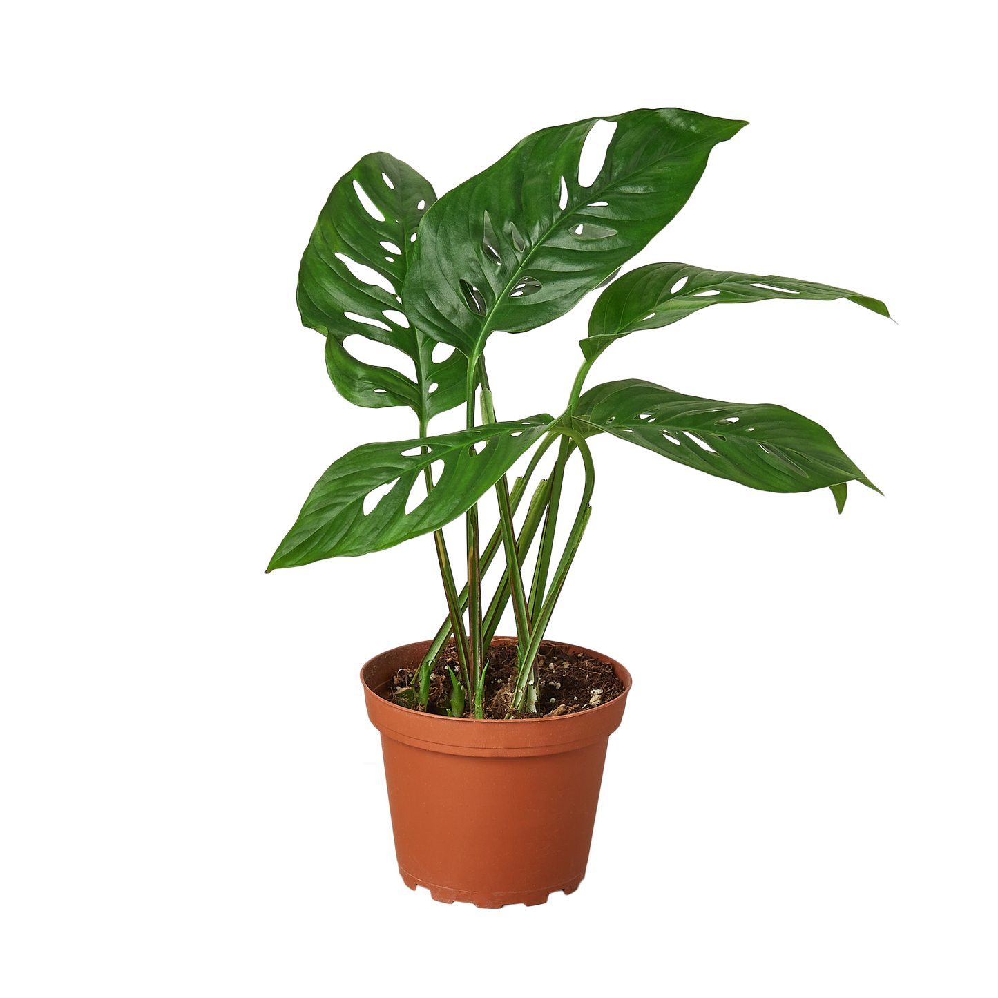 monstera swiss cheese house plant 