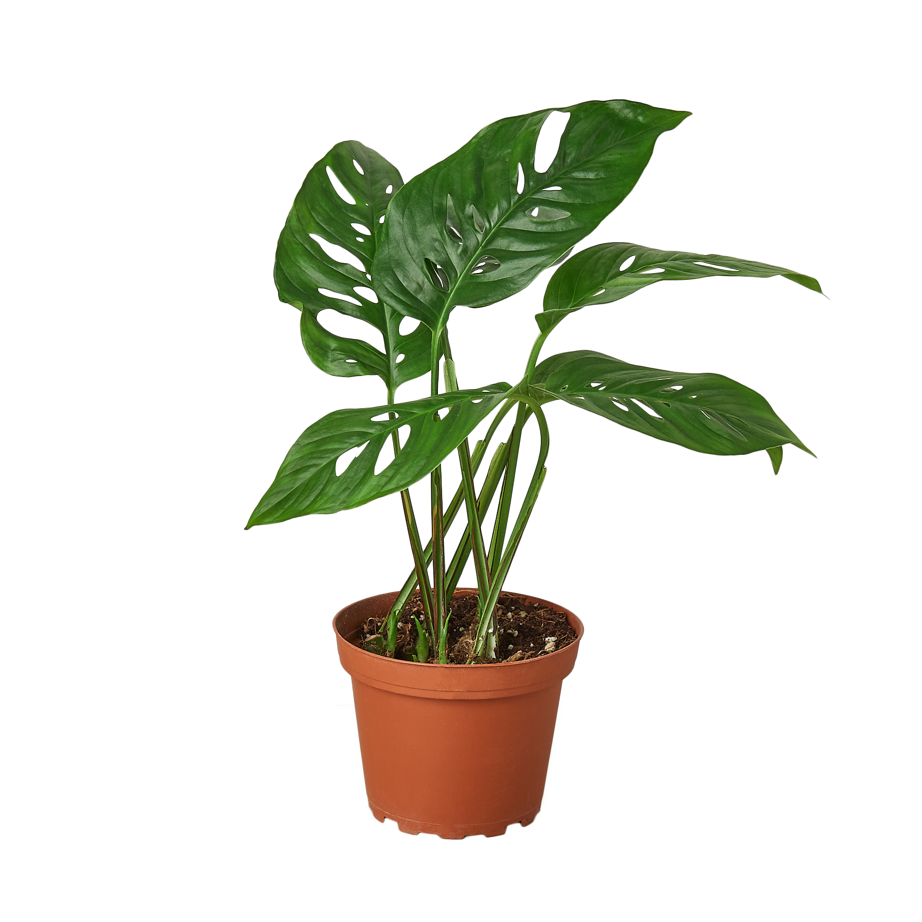 monstera swiss cheese house plant 