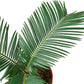 Sago Palm - In 6" Pot