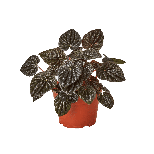 Peperomia 'Ripple Red'