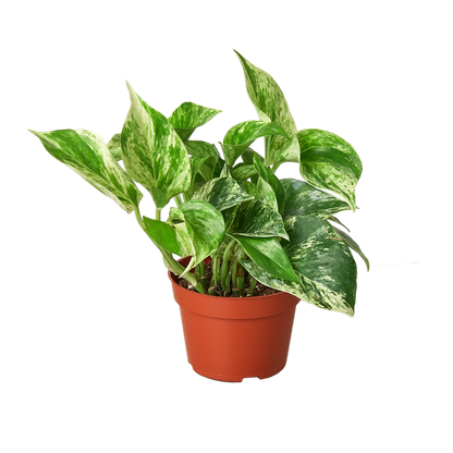 Pothos Marble Queen indoor plant