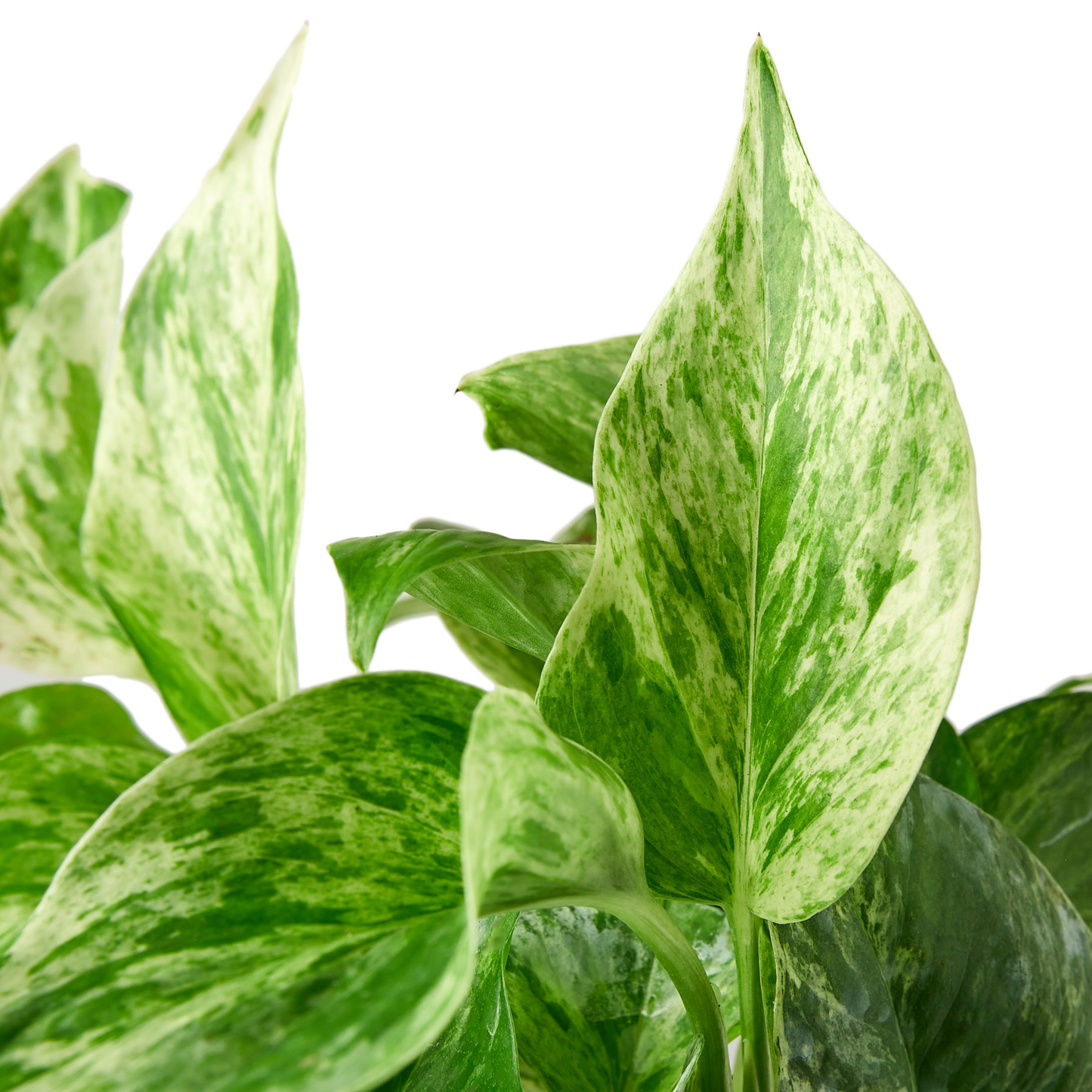 Pothos 'Marble Queen'