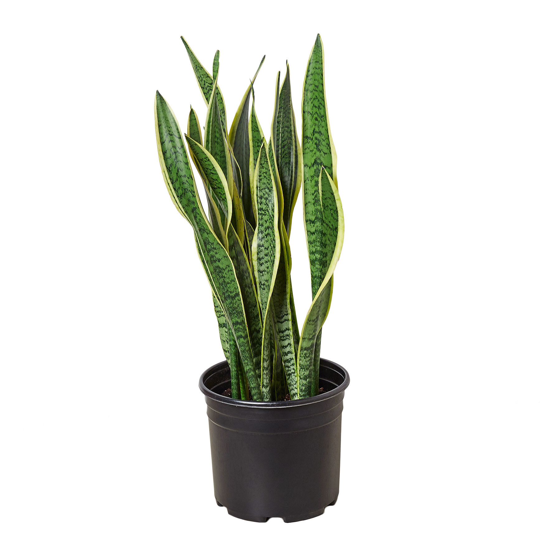 snake plants near me for sale The Snobby Leaf | Snake Plant Laurentii - 6 inch Pot
