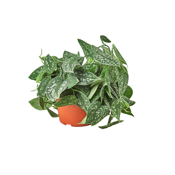 scindapsus pictus satin pothos Buy Pothos Satin / Scindapsus pictus