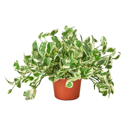 pothos for sale near me The Snobby Leaf | Pothos 'N'joy' - 6 inch Pot