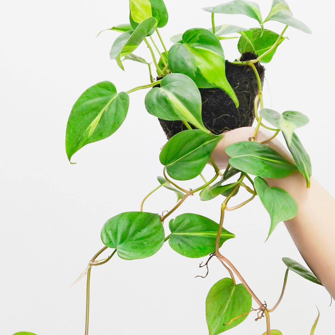 brasil philodendron light Buy Philodendron Brasil