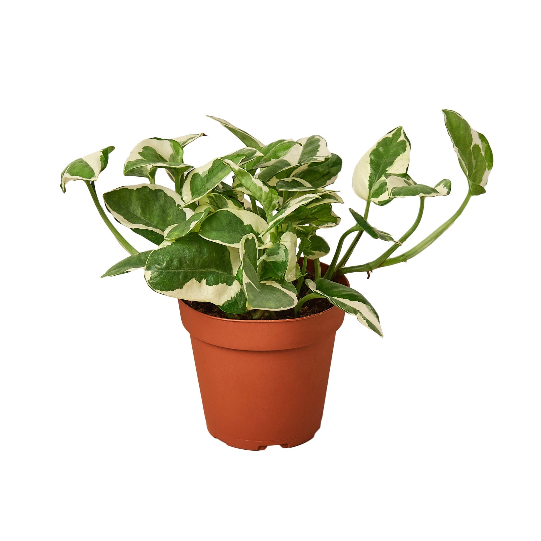 variegated pothos price The Snobby Leaf | Pothos 'N'joy' - 6 inch Pot