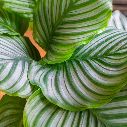 Calathea 'Orbifolia'