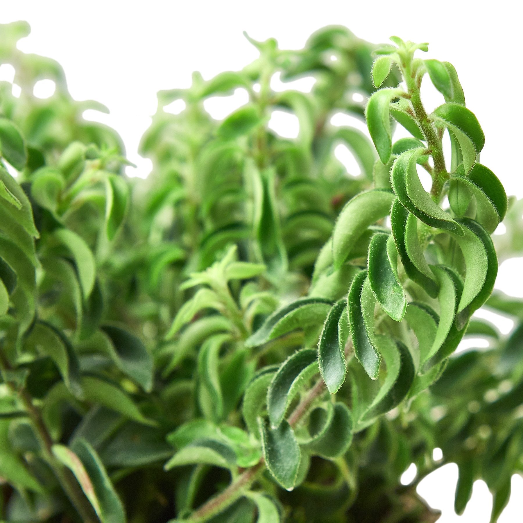 curly indoor plant Buy Curly Lipstick Plant