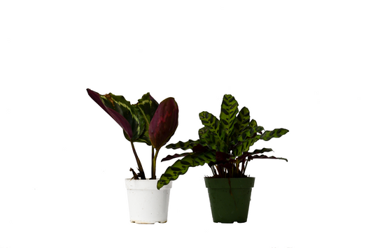 2 Calathea Plants Variety Pack