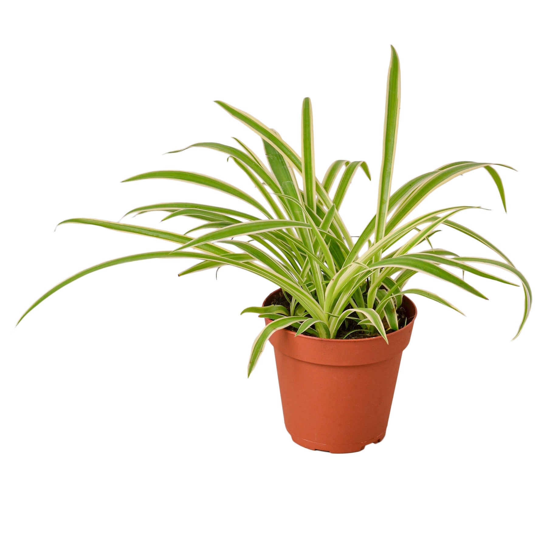 spider plant live Spider Plant 'Reverse' 4" Pot / Nursery Pot